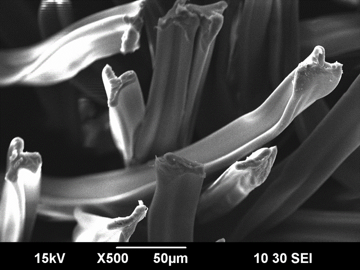 Acetatfaser - Gold-Sputter; Vergrößerung: 500x